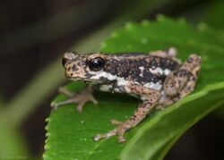 Malabar tree toad from agumbe.jpg