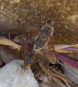 Mating Bee Flies. Cytherea cf obscura - Flickr - gailhampshire.jpg