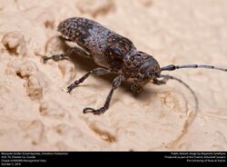 Mesquite Girdler (Cerambycidae, Oncideres rhodosticta) (30537005041).jpg