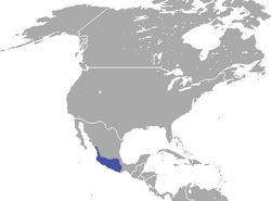 Mexican Cottontail area.png