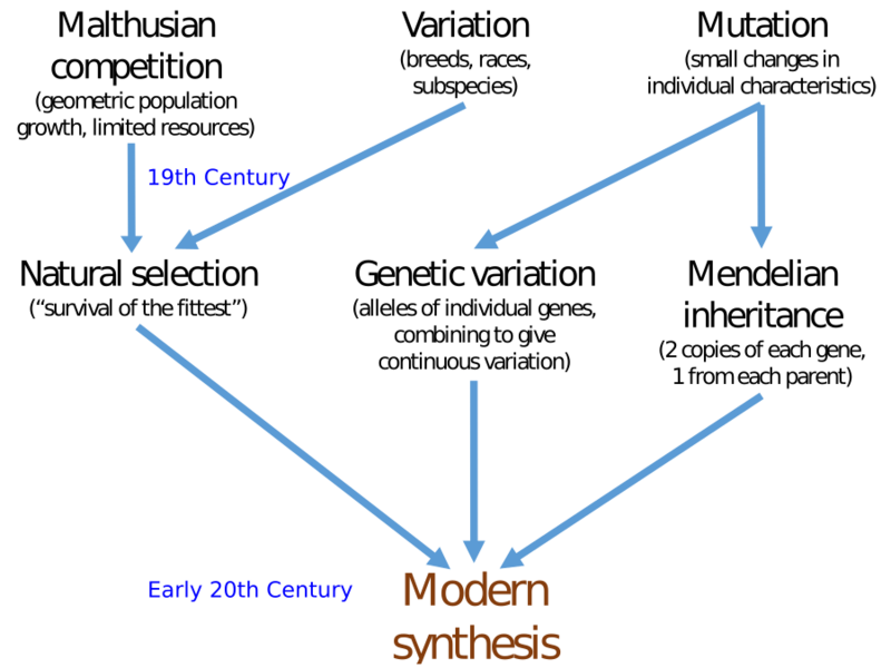 File:Modern Synthesis.svg