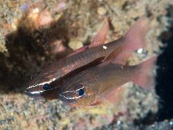 Moluccan cardinalfish (Ostorhinchus moluccensis) (39849184765).jpg