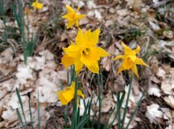 Narcissus alcaracensis.jpg