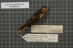 Naturalis Biodiversity Center - RMNH.AVES.135704 1 - Sericornis papuensis meeki Rothschild & Hartert, 1913 - Acanthizidae - bird skin specimen.jpeg