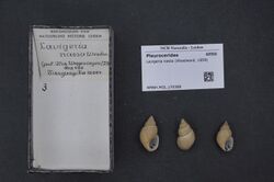 Naturalis Biodiversity Center - RMNH.MOL.170388 - Lavigeria nassa (Woodward, 1859) - Paludomidae - Mollusc shell.jpeg