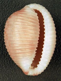 Niveria suffusa (suffuse trivia snail) (San Salvador Island, Bahamas) 2 (16191226905).jpg