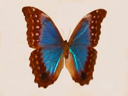 Nymphalidae - Morpho amathonte.JPG