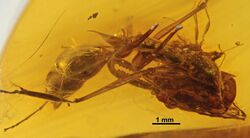 Odontomachus spinifer SMNSDO2215 profile.jpg