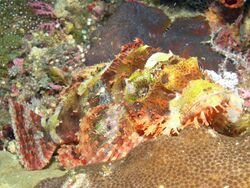 Papuan Scorpionfish, Bunaken Island.jpg