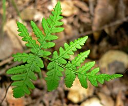 Pentagramma triangularis 1.jpg