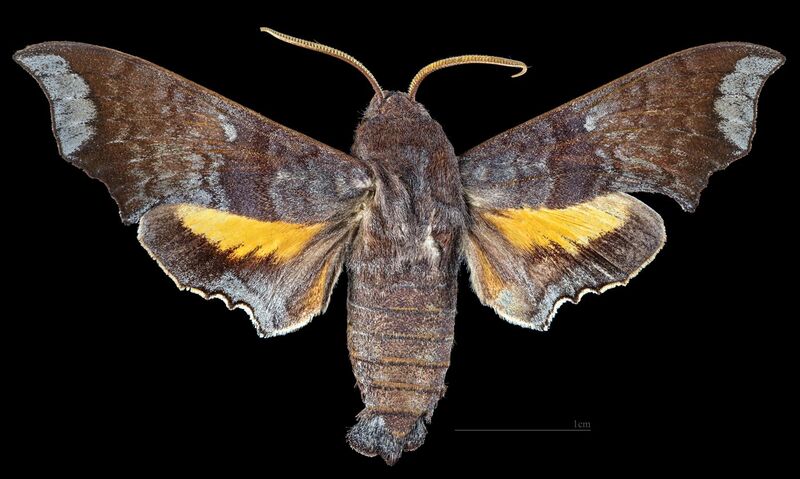 File:Perigonia leucopus MHNT CUT 2010 0 394, Cuiaba Mato Grosso Brazil, male dorsal.jpg