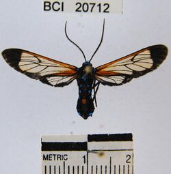 Phoenicoprocta paucipuncta.JPG
