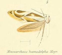 Pl.1-05-Mnesarchaea hamadelpha Meyrick, 1888.JPG
