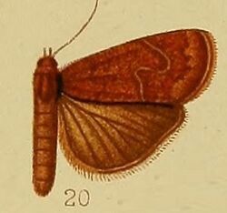 Pl.37-fig.20-Isadelphina retracta (Hampson, 1910) (Cosmophila).JPG