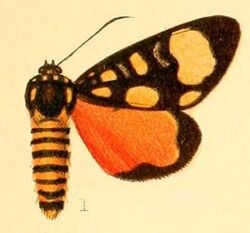 Pl.53-01-Sergiusia pentelia (Druce, 1887).JPG