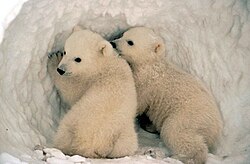 Polar bear cubs in the snow.jpg