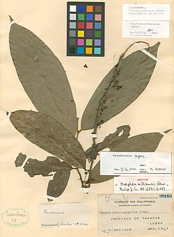 Pseuduvaria philippinensis.jpg