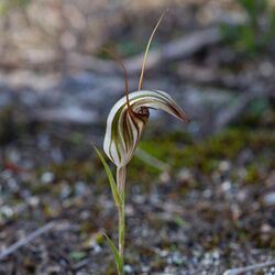 Pterostylis dolichochila.jpg