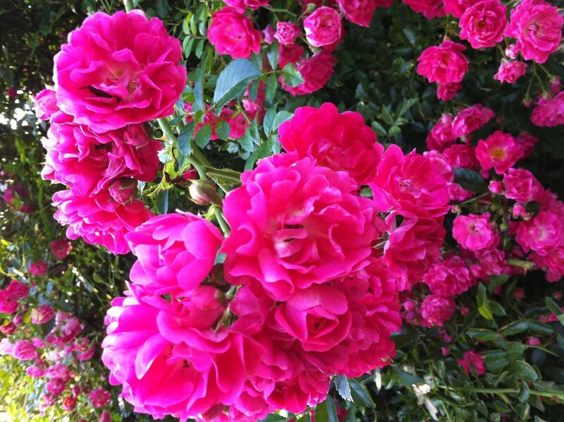 File:Rambler Roses Cape Cod.jpg