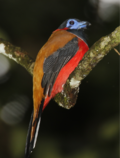 Red-naped Trogon.png