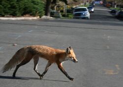 Red fox crossing road.jpg