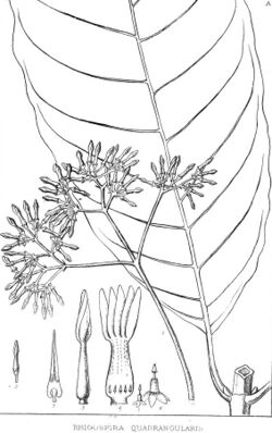 Rhigospira quadrangularis On the Apocynaceae of South America, with some preliminary remarks on the whole family (1878) (20720691296) (cropped).jpg