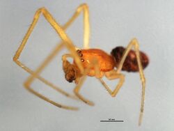 Rugathodes aurantius m1.jpg