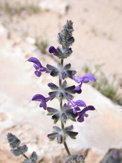 Salvia lanigera 1.JPG