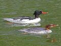 Scaly-sided Merganser RWD.jpg