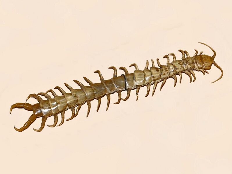 File:Scolopendridae - Scolopendra cingulata.jpg