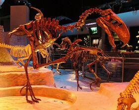 Skeleton of Titanis at the Florida Museum of Natural History.jpg