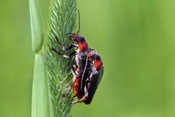 Soldier beetle (Cantharis fusca) mating P.jpg