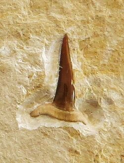 Sphenodus nitidus tooth.jpg