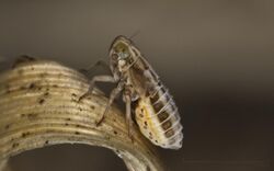 Spornzikade Delphacidae larvae 2.jpg