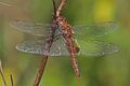 Spot-winged Glider - Pantala hymenaea, Bles Park, Ashburn, Virginia - 7680788092.jpg