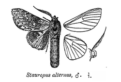 StauropusAlternus.png