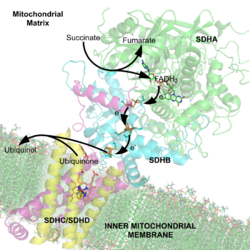 Succinate Dehydrogenase 1YQ3 Electron Carriers Labeled.png
