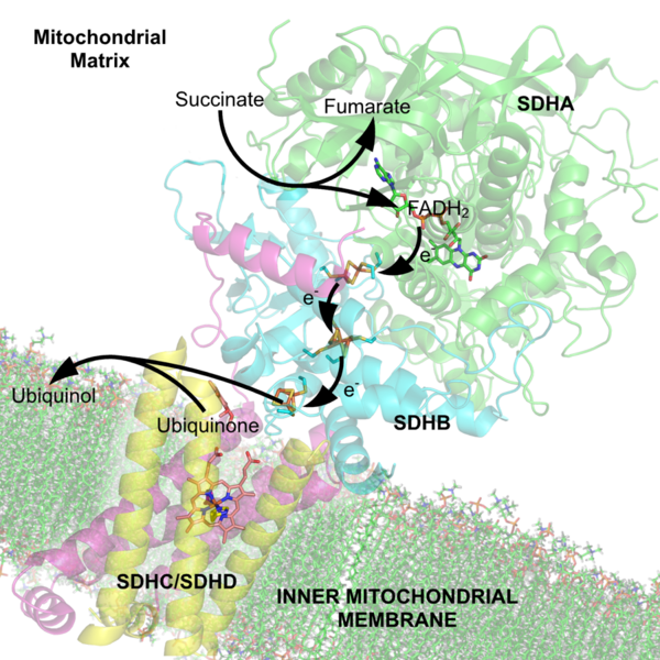 File:Succinate Dehydrogenase 1YQ3 Electron Carriers Labeled.png