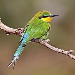 Swallow-tailed bee-eater (Merops hirundineus chrysolaimus).jpg