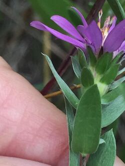 Symphyotrichum sericeum 9796746.jpg