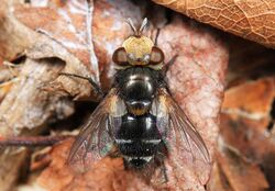 Tachinid - Gonia frontosa, Meadowood Farm SRMA, Mason Neck, Virginia.jpg