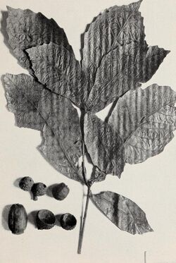 The Central American species of Quercus (1942) (20400129340).jpg