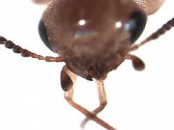 Tolidopalpus nitidicoma female head.jpg