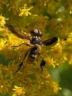 Trichopoda indivisa.jpg