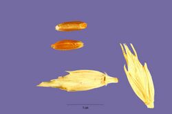 Triticum zhukovskyi Menabde & Ericzjan - Zhukovsky's wheat - TRZH - Tracey Slotta @ USDA-NRCS PLANTS Database.jpg