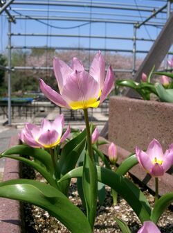 Tulipa bakeri 'Lilac Wonder'2.jpg