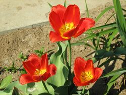 Tulipa vvedenskyi 2.jpg