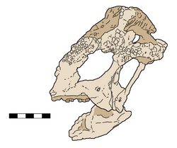Tylocephale holotype skull line.png