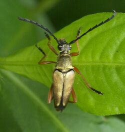 Typocerus acuticauda P1080675a.jpg