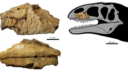 Holotype specimen, showing initial interpretation as a carcharodontosaurian maxilla